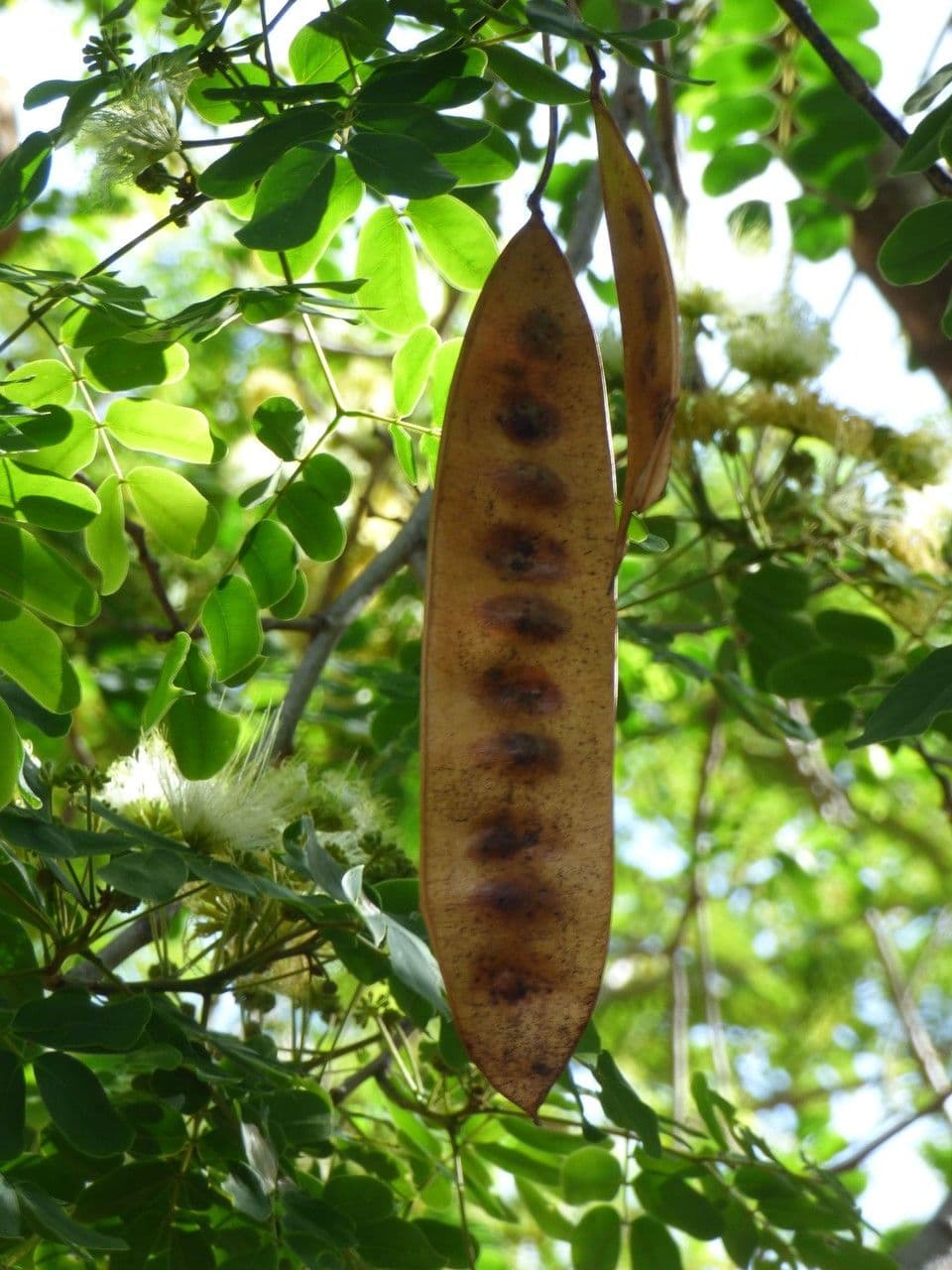 Schubkäsebaum