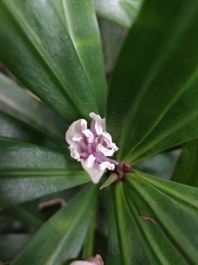 Podocarpus macrophyllus 8