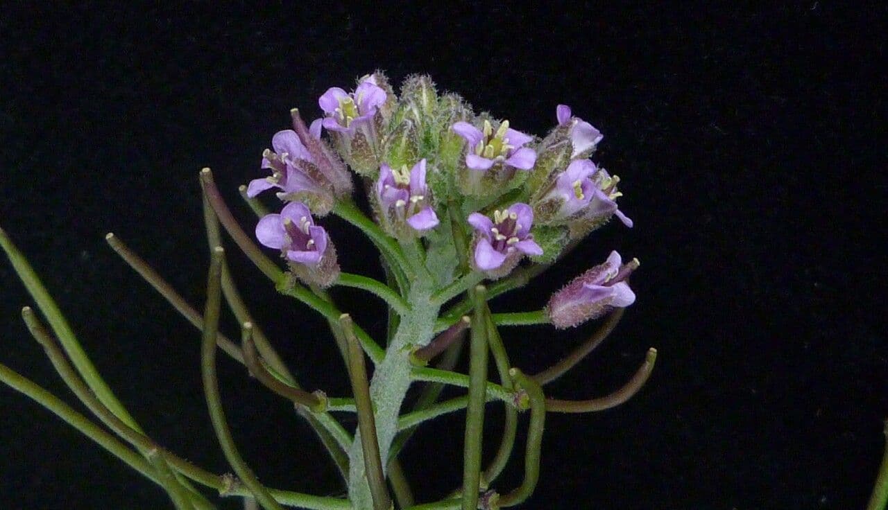 Crucihimalaya 5