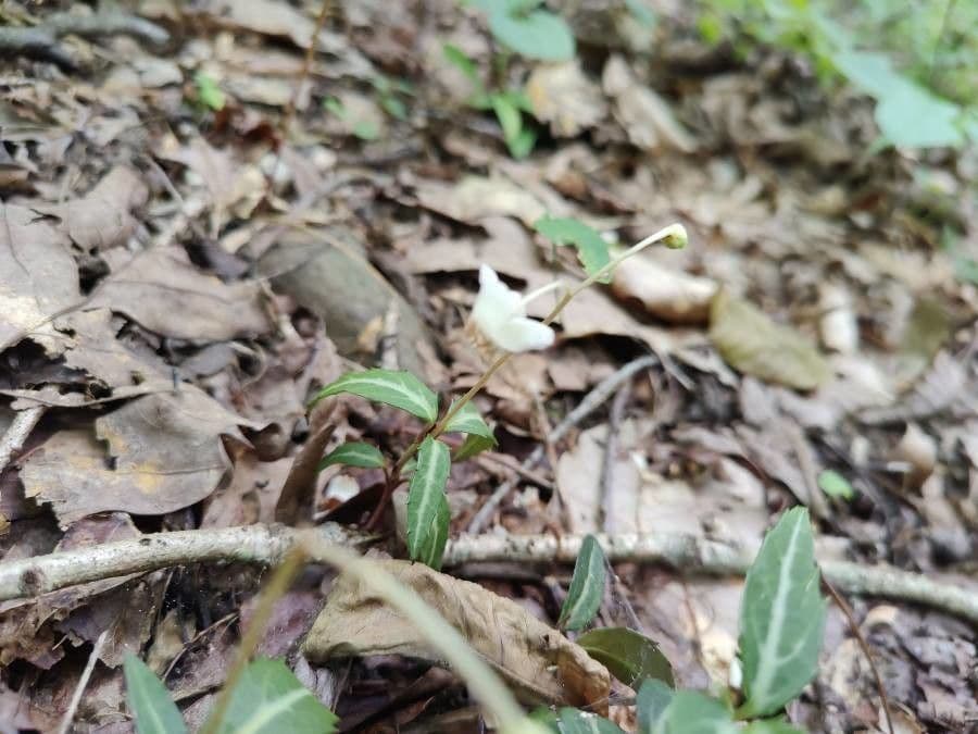 Chimaphila macchiata 11