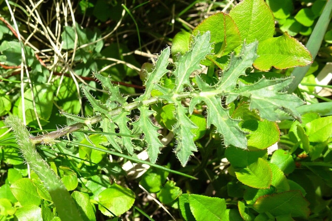 Erba perla d'Austria 19