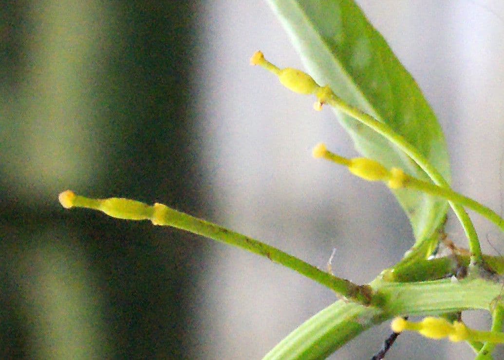 Rorippa anfibia