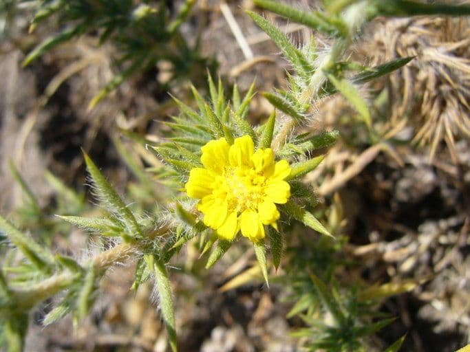 Centromadia parryi 2