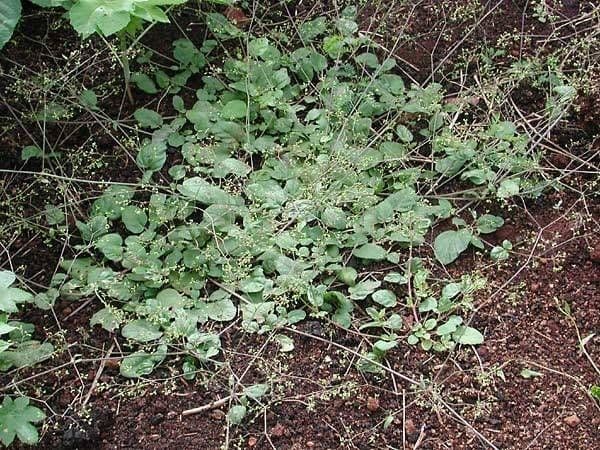 Boerhavia scarlatta 15