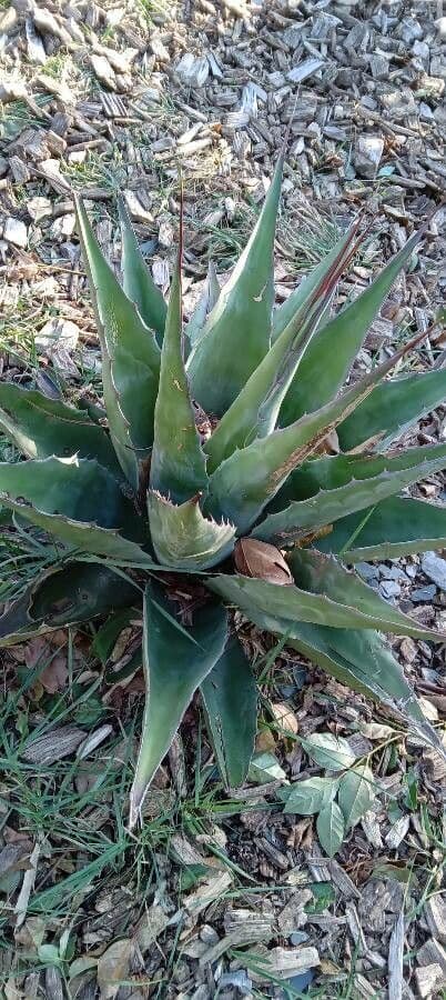 Agave pulquera 2