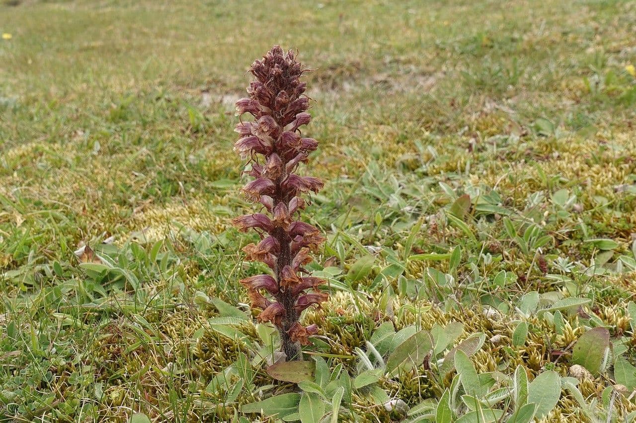Succiamele minore 11
