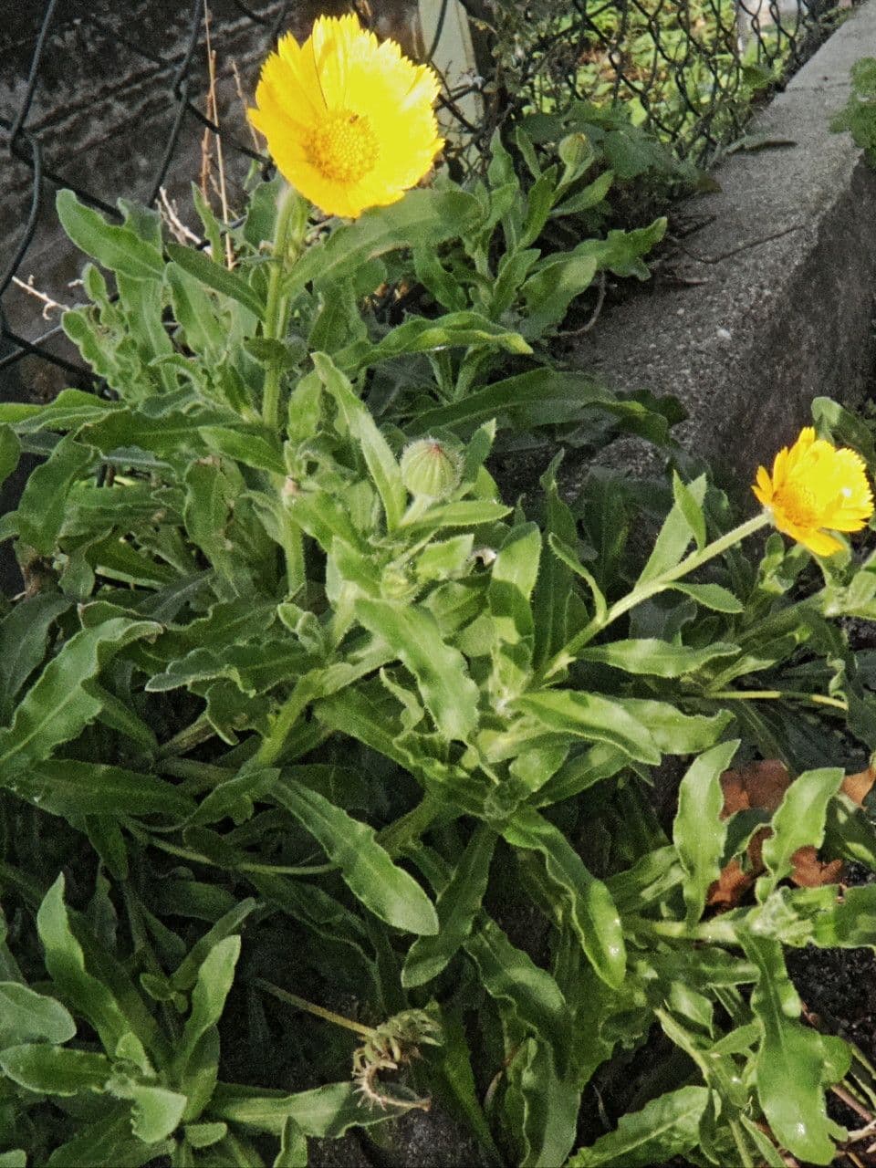 Acker-Ringelblume 15
