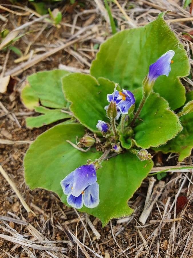 Craterostigma 9