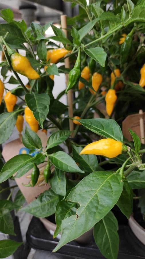 Peperoncino cinese 12