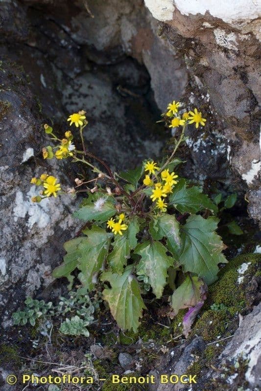 Senecio 2