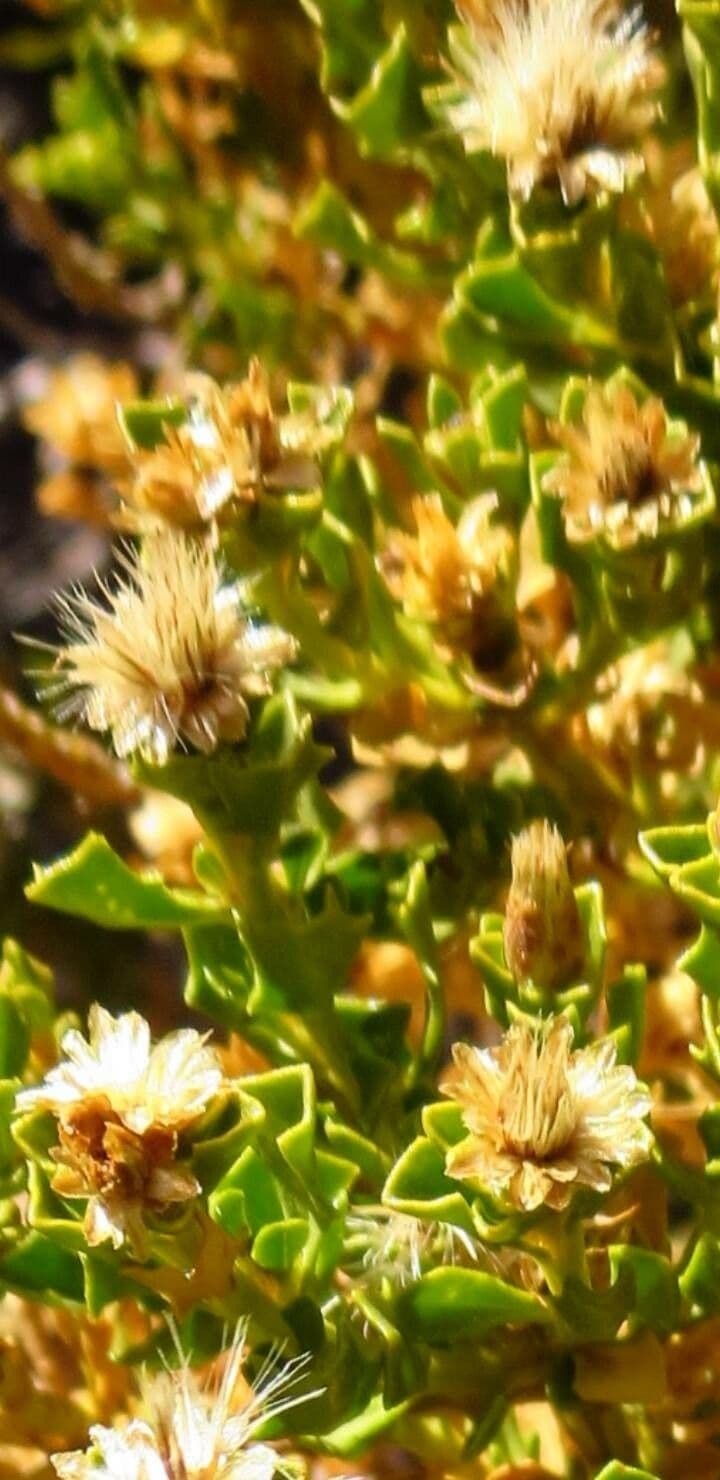 Oedera squarrosa