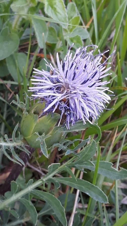 Sanftdistel 2