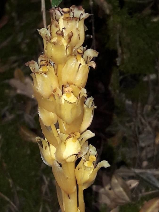 Rafio a fiori gialli
