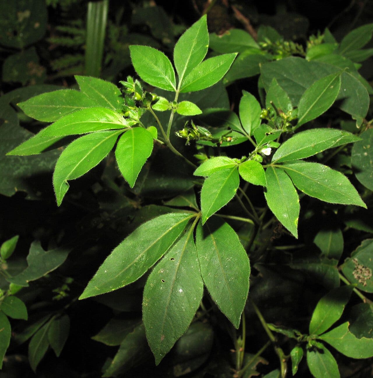 Ertela trifolia 3
