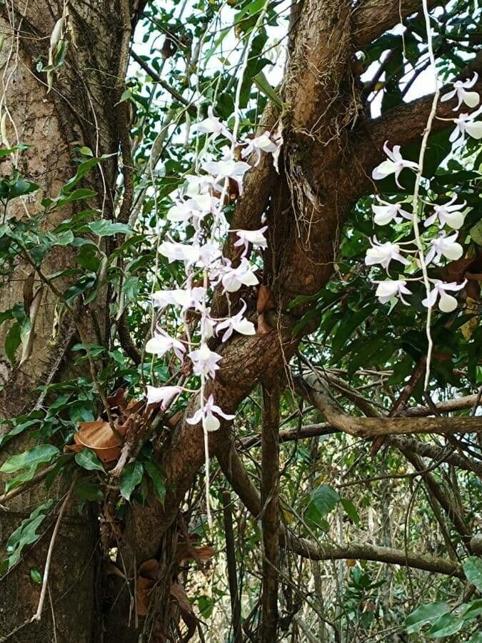 Dendrobium apillo
