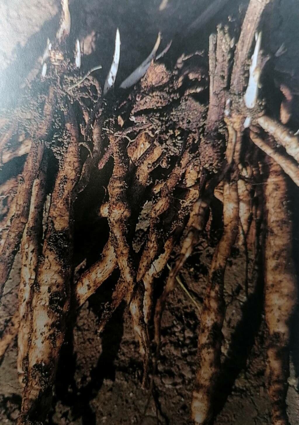 Celer svraštěný 19