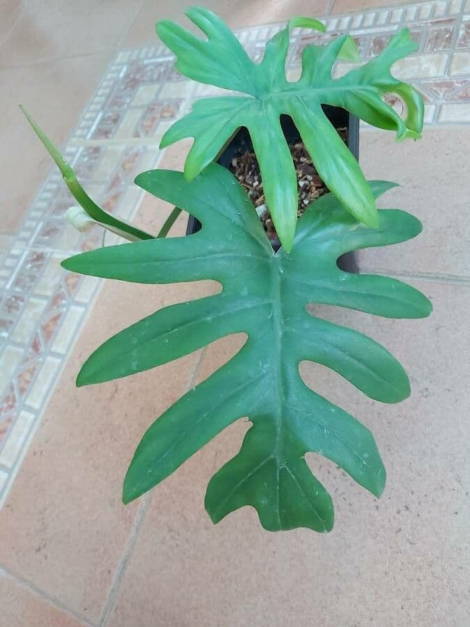 Philodendron 4