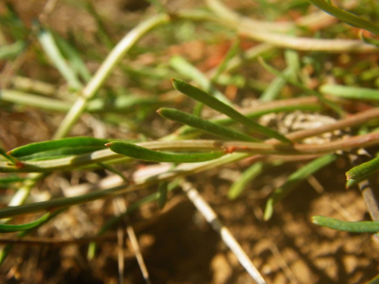 Sesamoides purpurascens 19