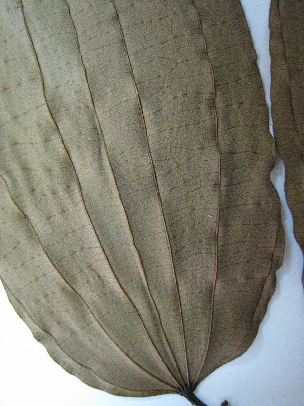 Bauhinia 3