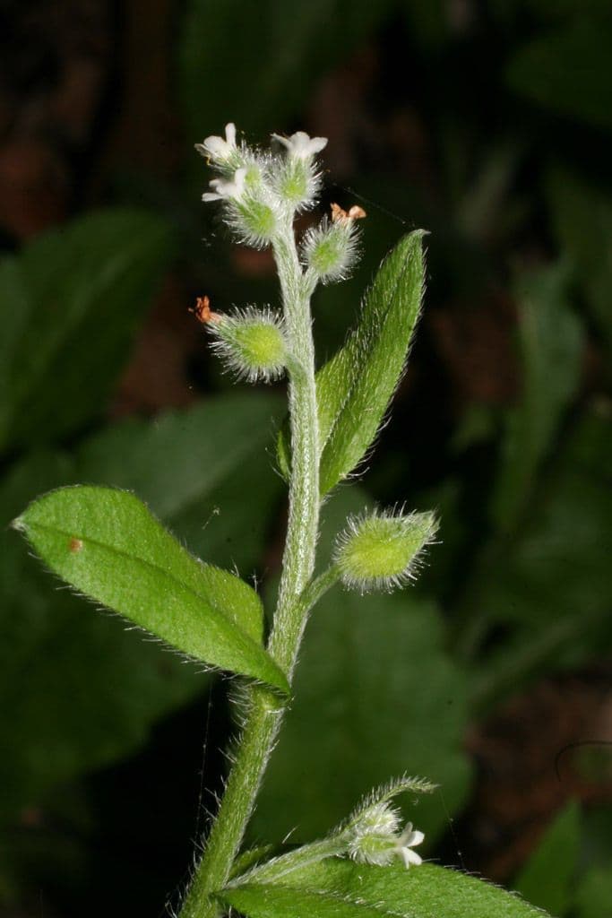 Miosotide a grossi semi 3