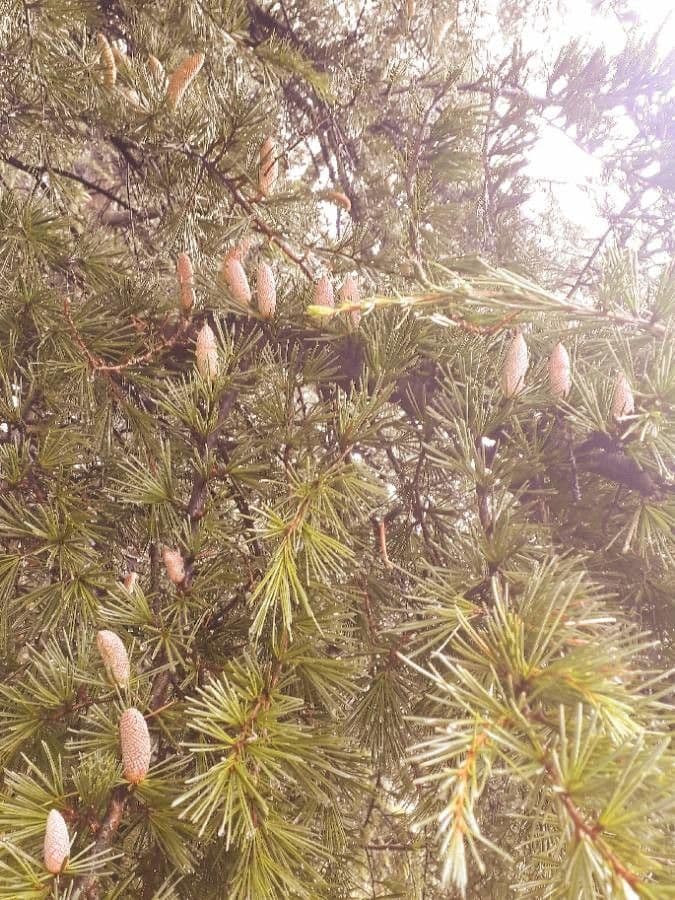 Cedro dell'Himalaya 8