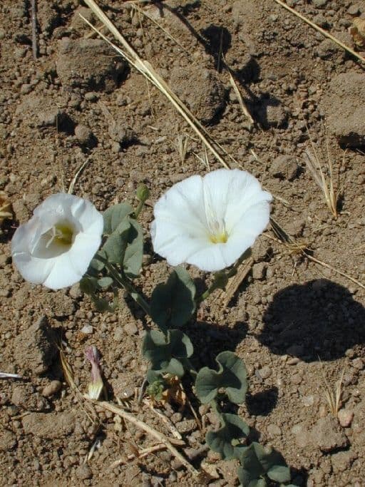 Calystegia macrostegia 9