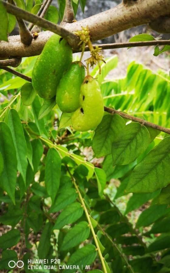 Bilimbi 3