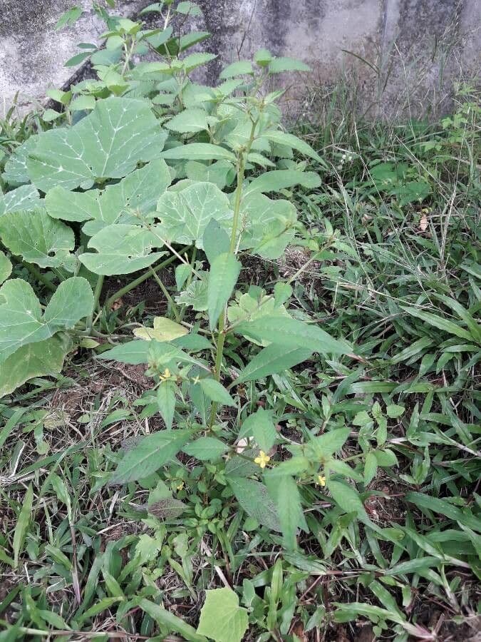 Ludwigia 8