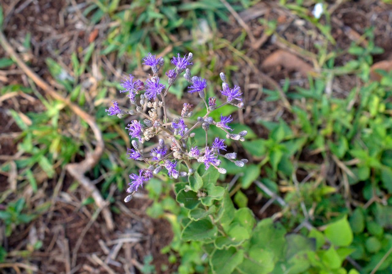 Gutenbergia 9