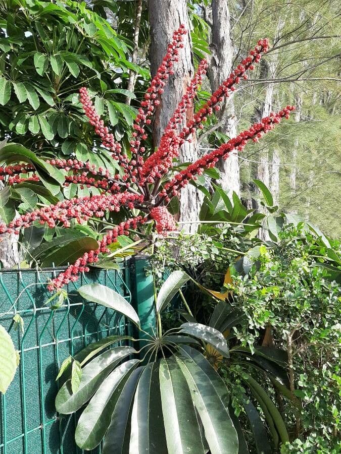 Schefflera 11
