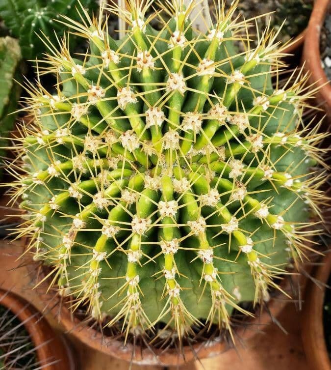 Acanthocalycium 4