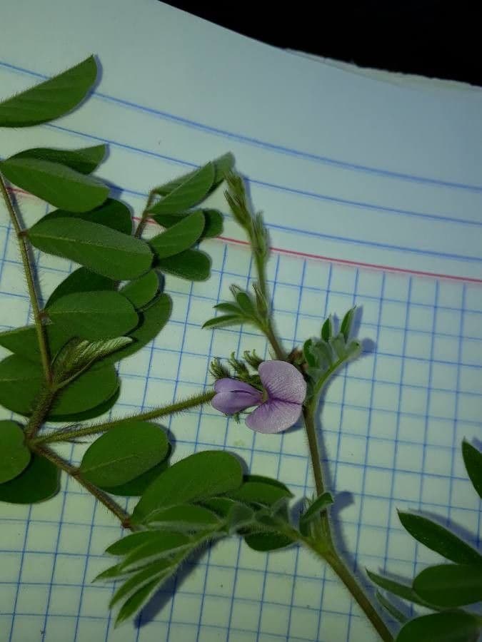 Tephrosie cendrée 5