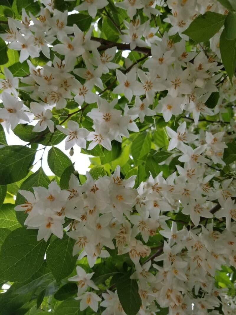 Styrax japonicus 6