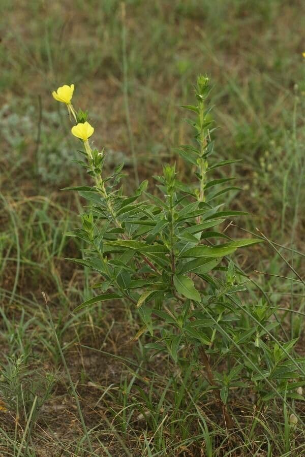 Enagra parviflora 12