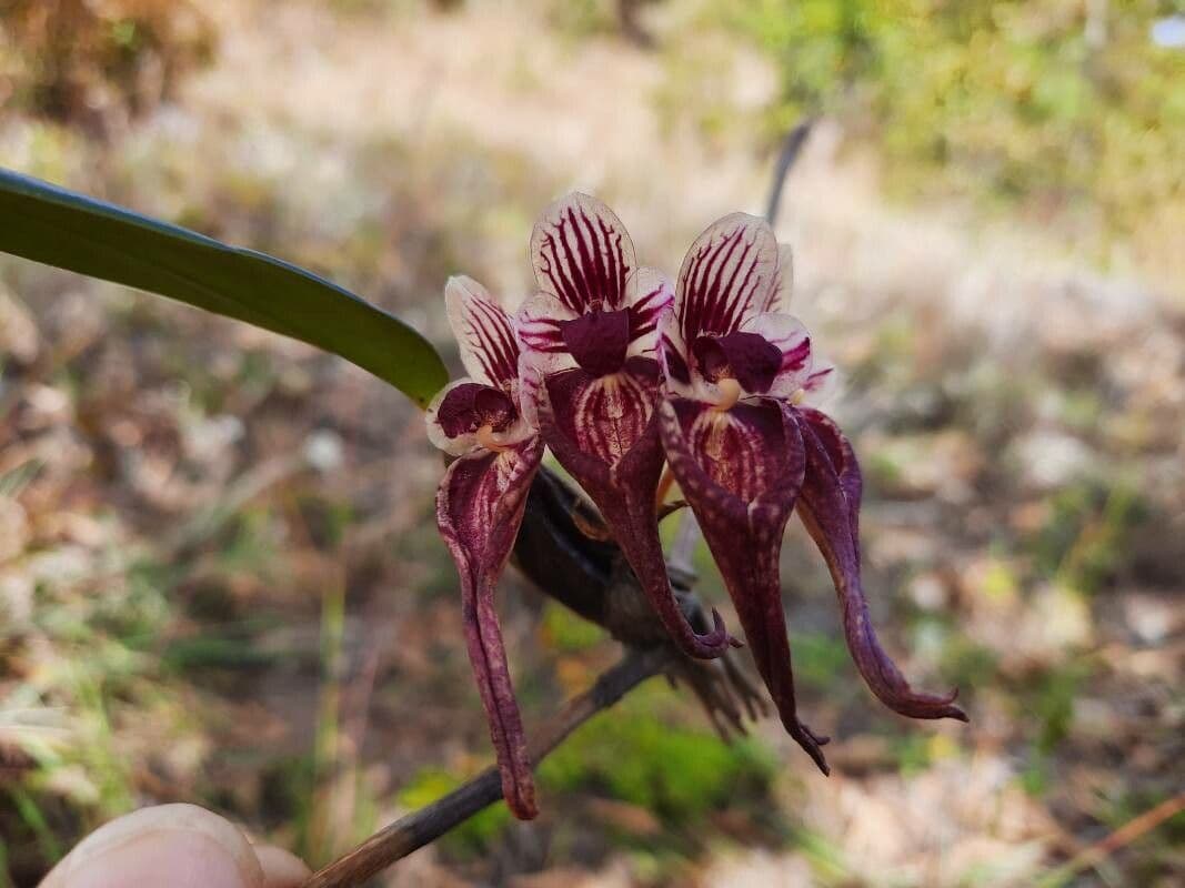 Bulbophyllum