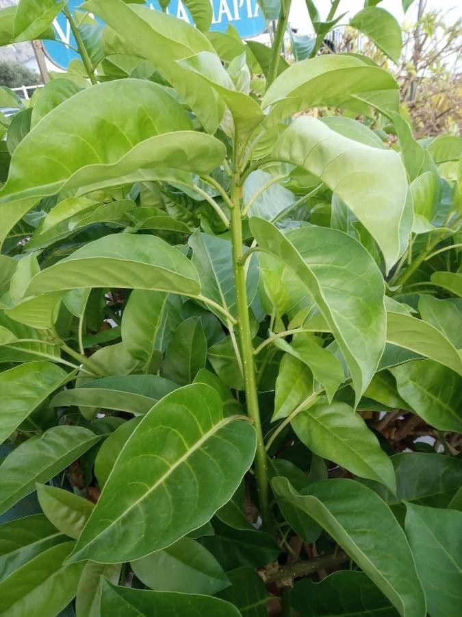 Kelchblume 26