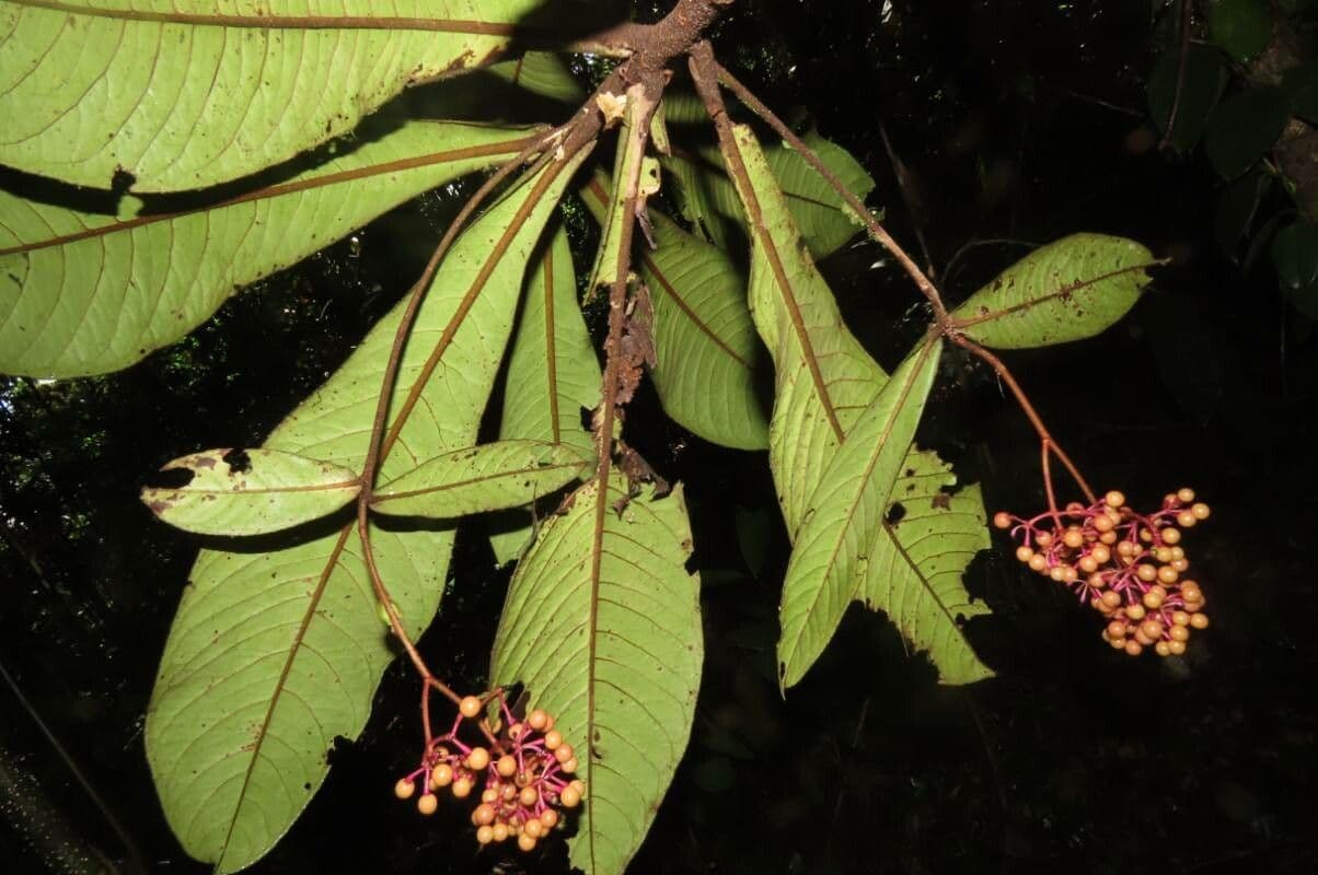 Ardisia 3