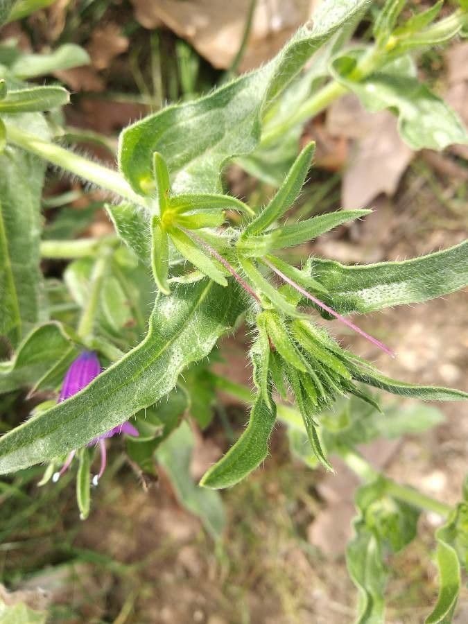 Echium cretico 15
