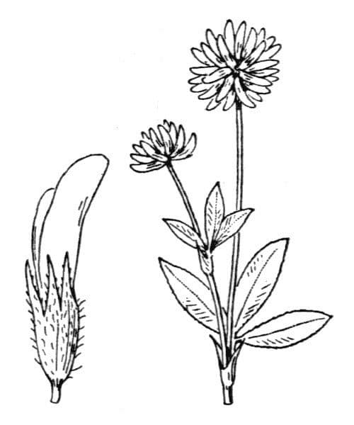 Berg-Klee 28