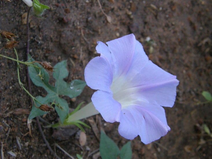 Lindheimers Prunkwinde 3