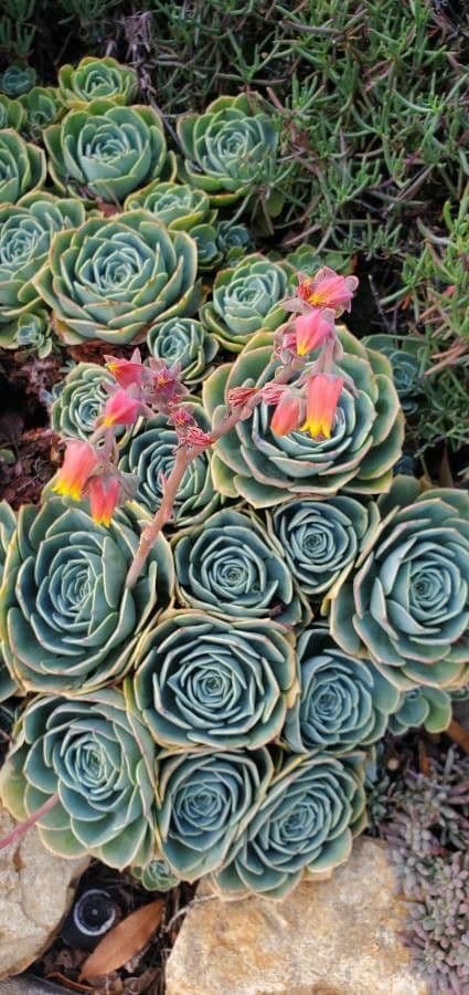 Echeveria secunda 8