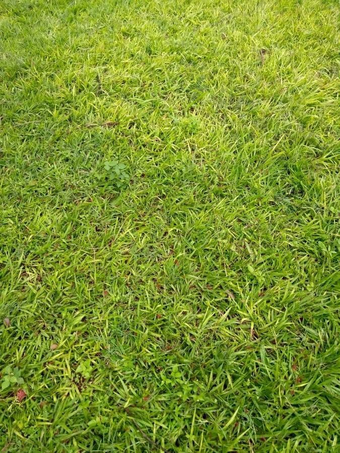 Kikuyu-Gras 13