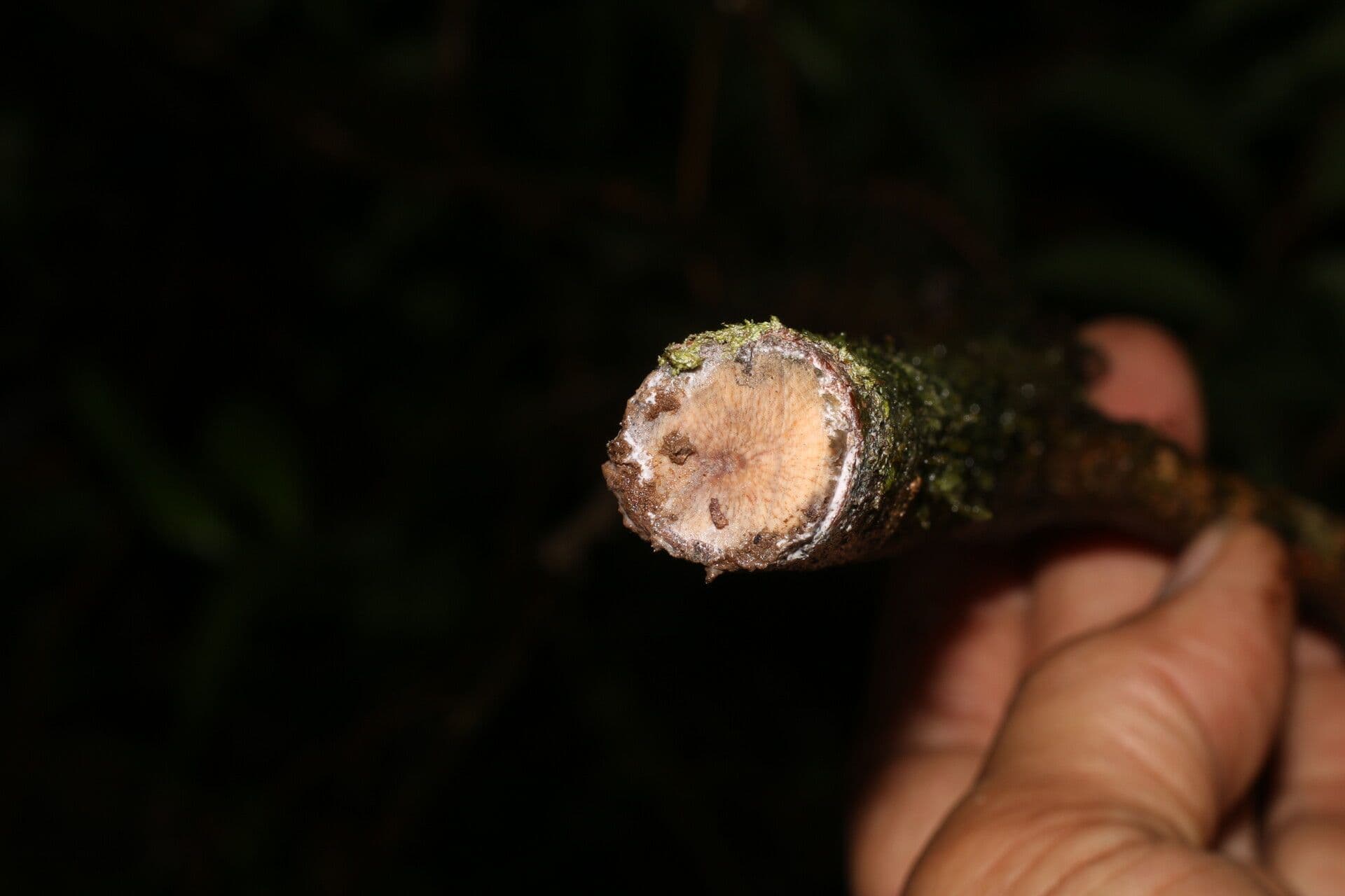 Sarcaulus