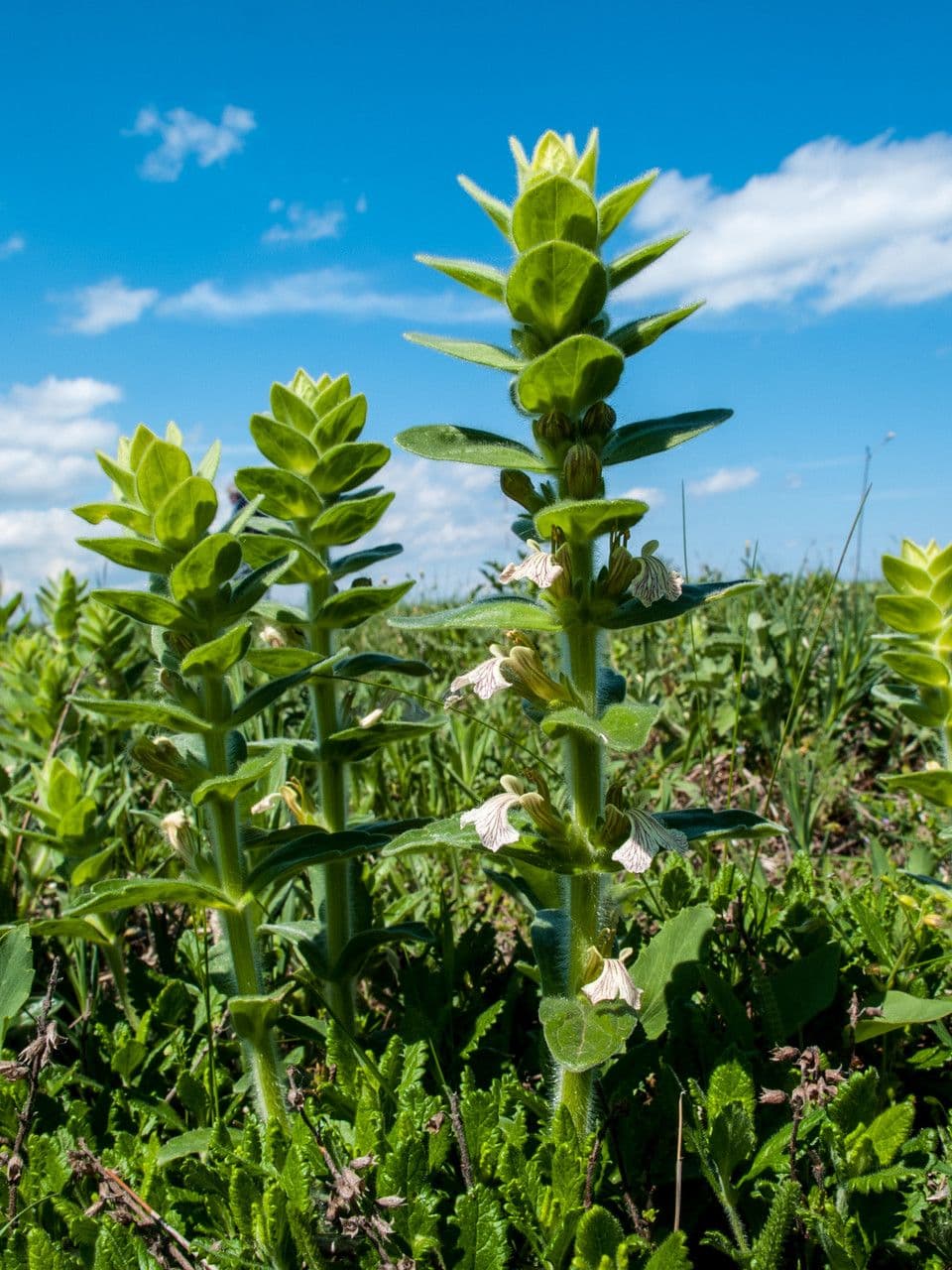 Ajuga 6