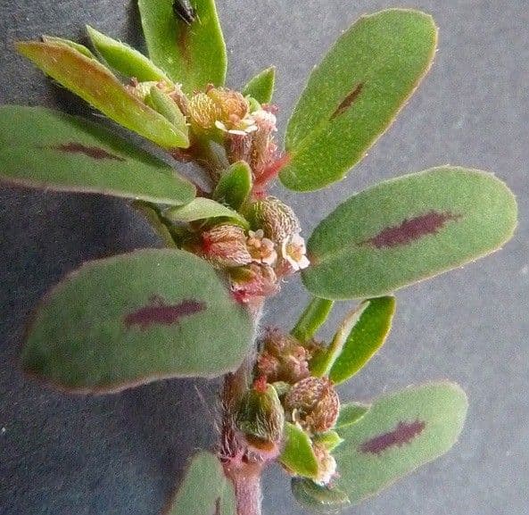 Euphorbe maculée 8