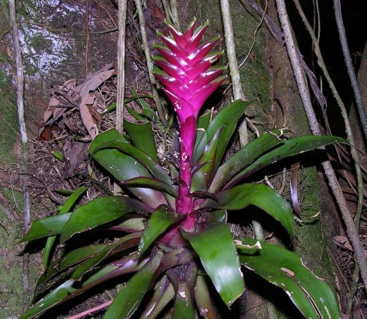 Vriesea eliconioide 11