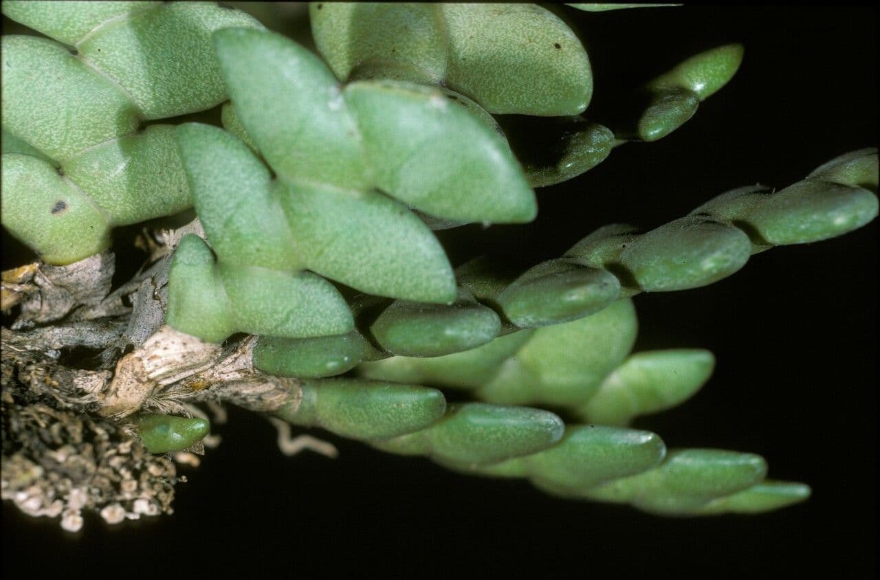 Dendrobium 2