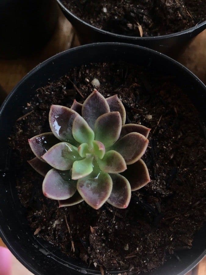 Stonecrop 4