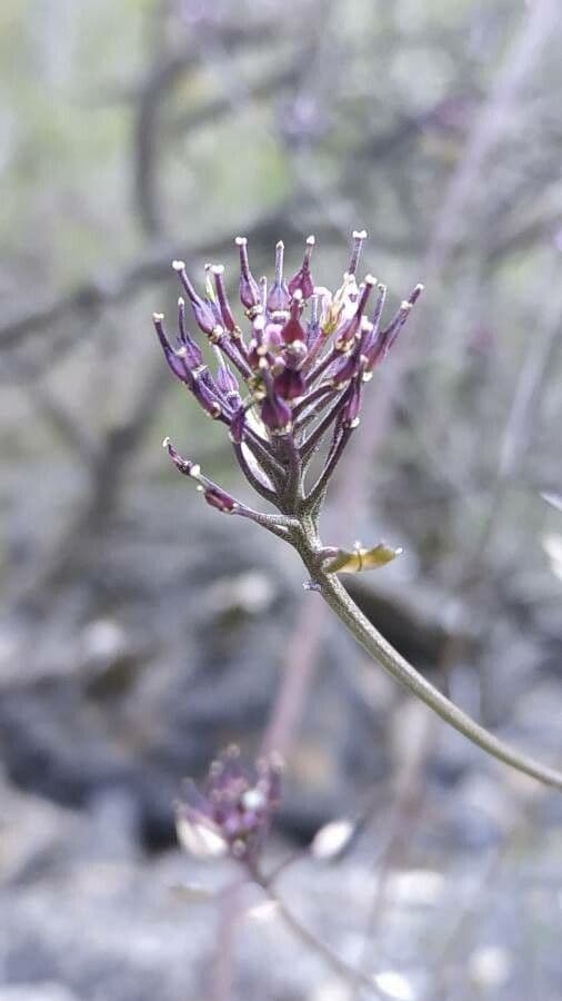 Schiffchenblättrige Schleifenblume 5