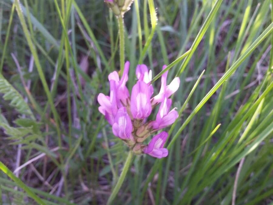 Astragalo danese 6